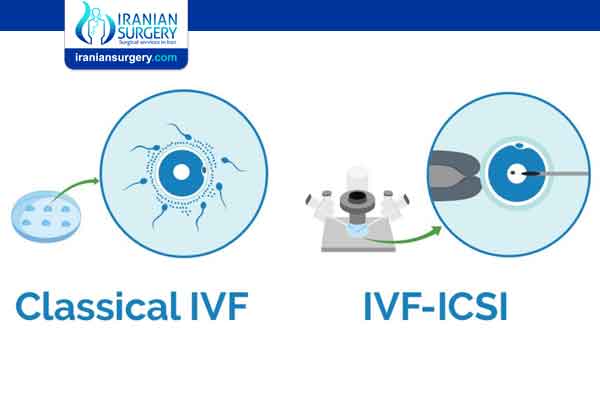 What is the success rate of ICSI IVF?