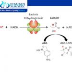 Lactate Dehydrogenase