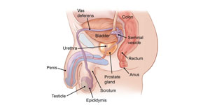 testicular cancer symptoms pictures