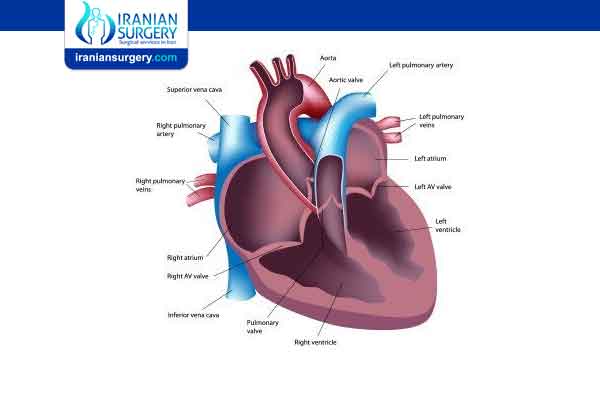 Types Of Heart Surgery