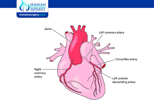 Coronary Artery