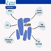 What Is a Good AMH Level to Get Pregnant?