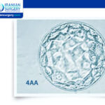 Embryo Grading Chart