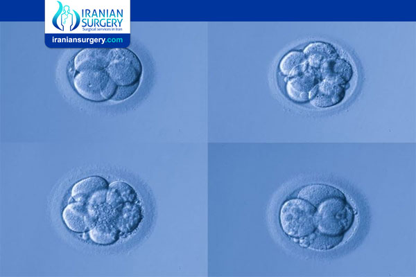 Embryo Grading Days