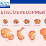 Fetal Development: Stages of Growth