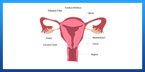 Types of Cervical Cerclage