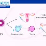 Frozen Embryo Transfer (FET) Timeline