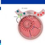 in vitro maturation definition