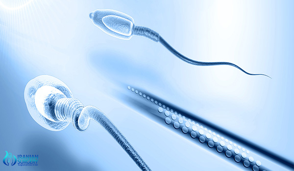 Testicular Biopsy in iran