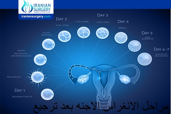 مراحل انغراس الأجنة بعد الترجيع بالصور